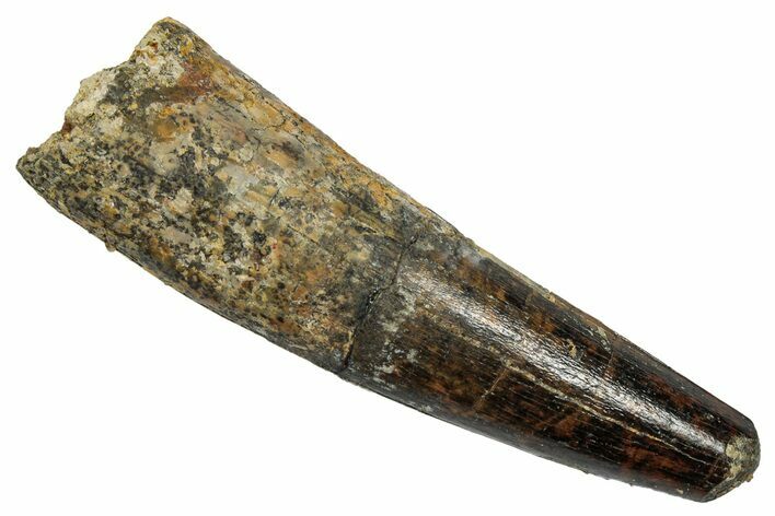 Fossil Spinosaurus Tooth - Feeding Worn Tip #345492